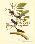 Audubon’s Birds: Indigo Bunting