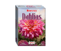 Bohnanza Dahlias