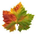 Parchment Cheese Leaf