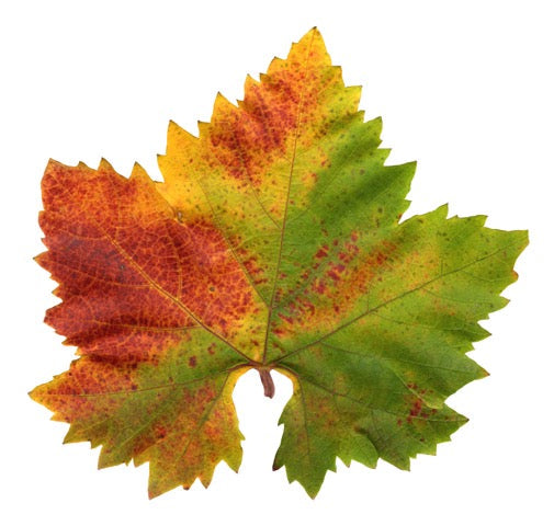 Parchment Cheese Leaf
